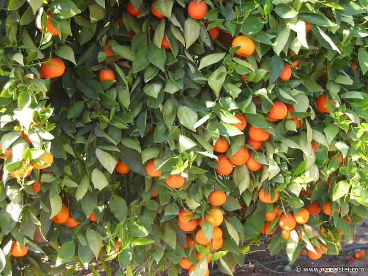Master Gardener: Why oranges may turn sour after pruning