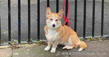 Dogs at polling stations: The best pictures of adorable pooches on general election day 2019