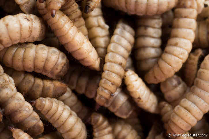 A maggot farm that upcycles food waste is coming to Southern California