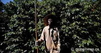 Some of your coffee is picked by slaves: investigation