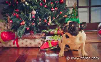 10 Christmas hazards all pet owners should be aware of