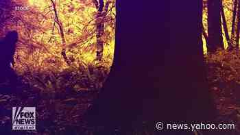 Scientists reveal possible Bigfoot sighting using thermal cameras in Oregon forests