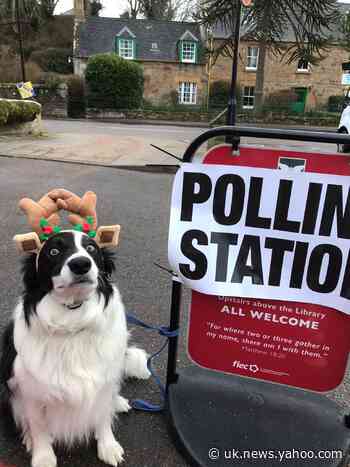 7 Dogs* At Polling Stations Plus A Few Having A Politics-Induced Existential Crisis