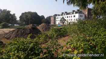 Mogelijke doorbraak in strijd tegen Japanse plant die Nederland al maanden teistert