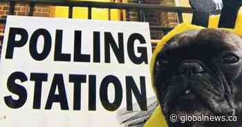 A dog and politician show: Brits bring their pooches to the polls