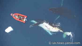 The limits of ocean heavyweights: Prey availability helps curb size of whales