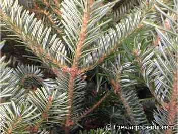 Gardening: Choosing your Christmas tree