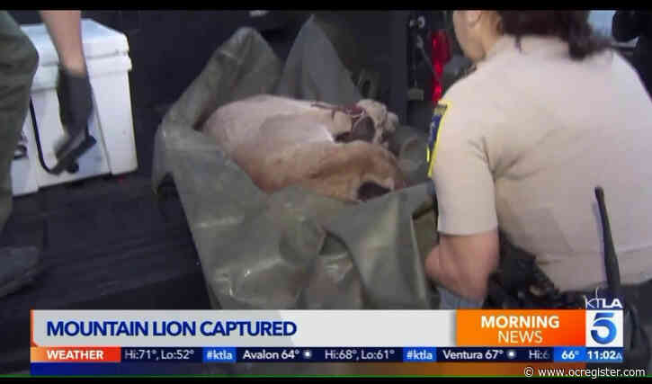 Officers capture Simi Valley mountain lion — but this isn’t the big cat who attacked 2 dogs, killing 1