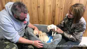 Dog and her puppies rescued after alerting Sask. farmer