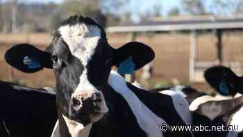 Dairy code of conduct launches guaranteeing prices, banning retrospective cuts