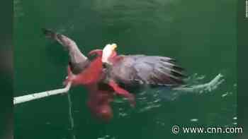 Octopus had eagle in a death grip, and then ...