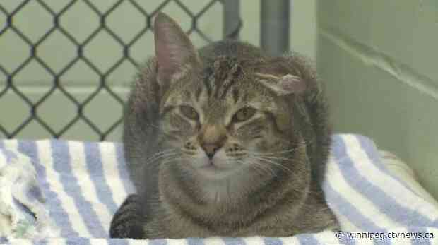 Unidentified dead cats to now be brought to mass pet burial site: Humane Society