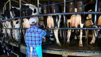 'Historic day': New dairy code of conduct to help farmers on milk prices