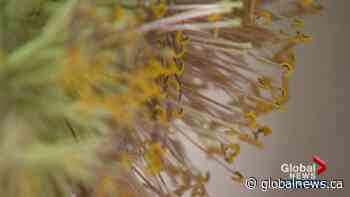 Alberta man’s rare plant finally begins to bloom