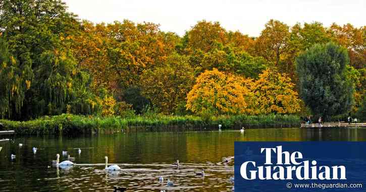 Country diary: swans throw their weight among feeding birds