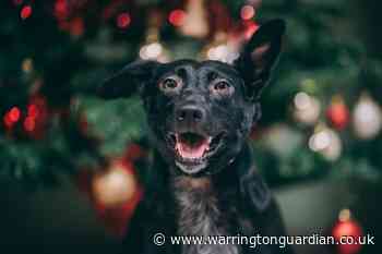 Rescue dog wins the hearts of Warrington vets as the face of Christmas campaign