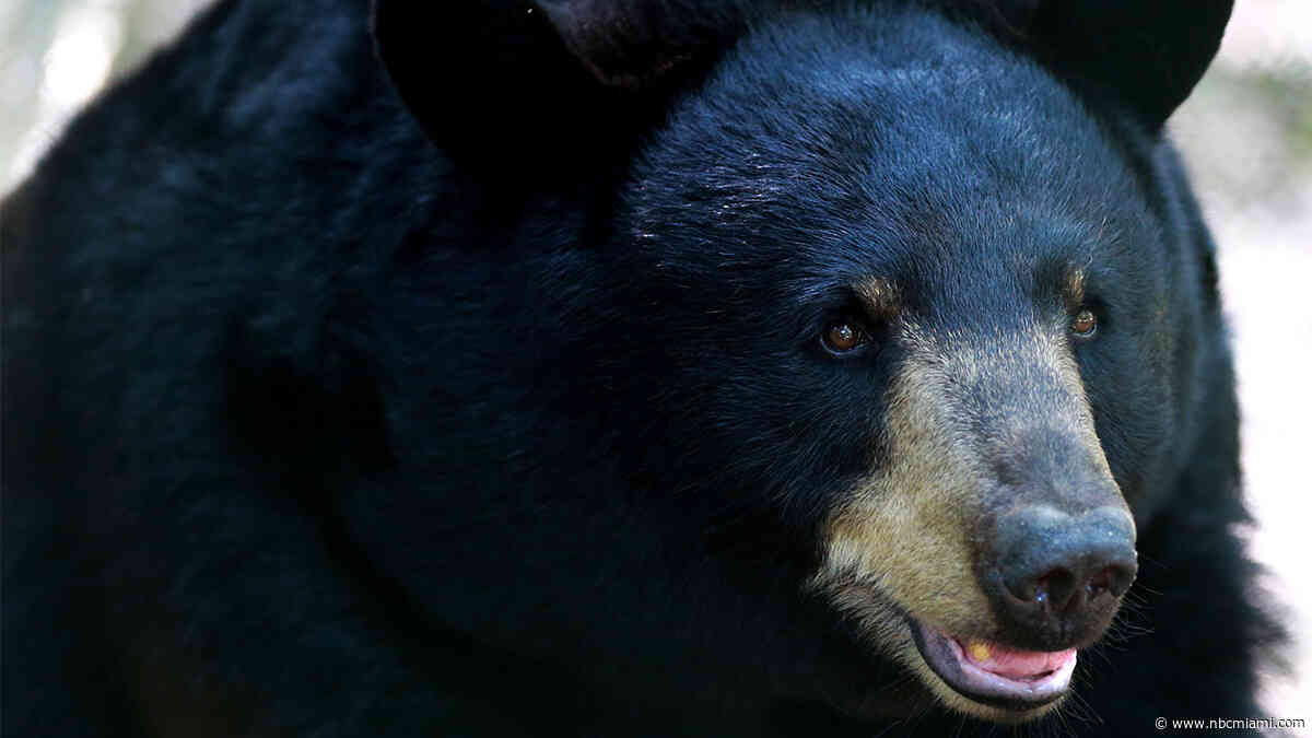 Black Bears in Florida to Remain Off Limits to Hunters
