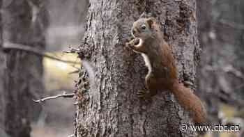 Leaving home benefits male squirrels but not females, study shows