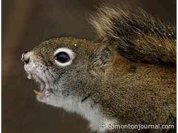 Pays to leave home turf, if you're a male squirrel: U of A research