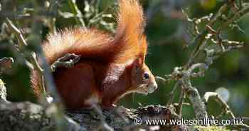 Fears for UK's last red squirrels after suspected pox outbreak