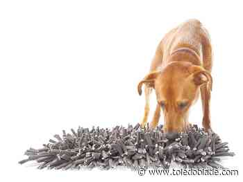 Gift Guide 2019: Presents for pet lovers