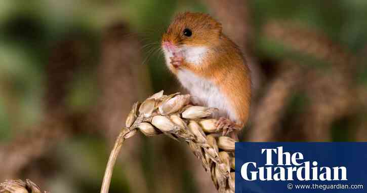 Harvest mice found thriving 15 years after reintroduction efforts