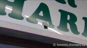 Shooting at Jane and Finch plaza leaves 16-year-old boy seriously injured