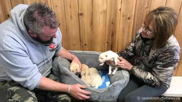 Dog and her puppies rescued after alerting Sask. farmer