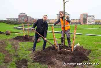 Gemeente gaat 500 extra bomen planten