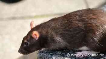 Mann stellt Karton mit Ratten in Supermarkt und haut ab