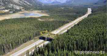 Advocates push for more wildlife corridors in Banff National Park