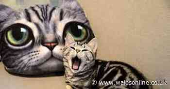 Women can read a cat's facial expressions better than men, study shows