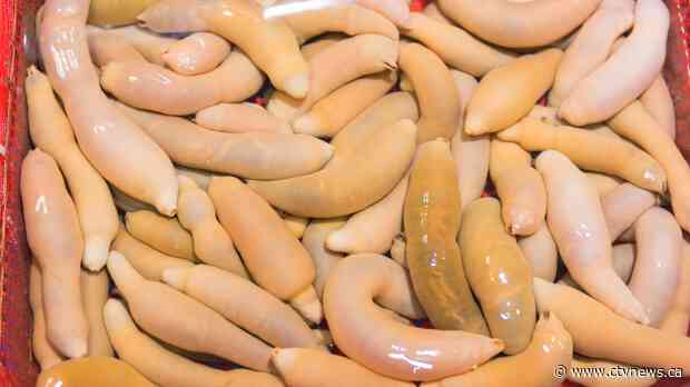 Thousands of 'penis fish' litter California beach