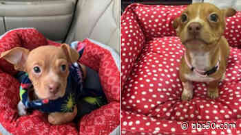 Puppy thrown from moving vehicle in New York, police search for driver