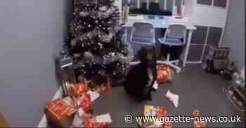 Essex Police release Christmas video of police dog Jess