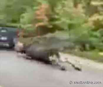 Moose Killers Charged In Killarney Incident