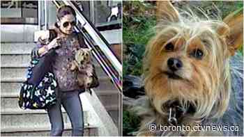 Woman who allegedly stole dog from unconscious woman on TTC wanted by police