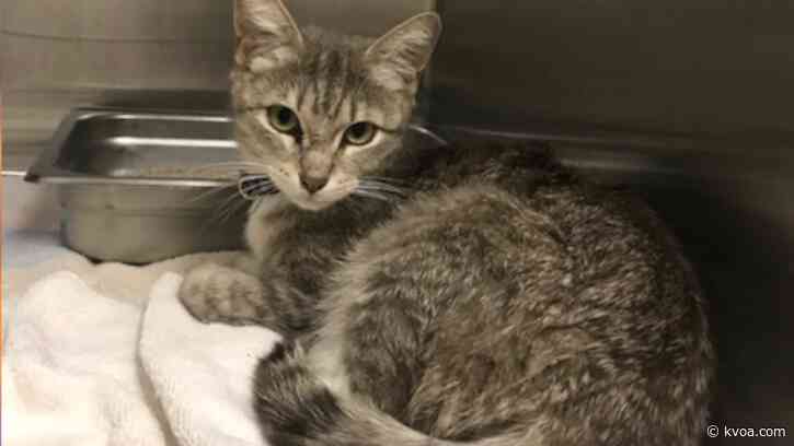 PACC to hold free microchip clinic