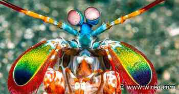 When a Mantis Shrimp Fights a Disco Clam, It Meets Its Match