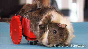 Ailing guinea pig gets new lease on life with 3D-printed wheelchair