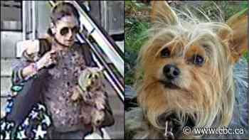 Police search for woman they say stole dog from owner during medical emergency