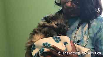 Blind puppy with swollen brain recovering in Saskatoon after rescue