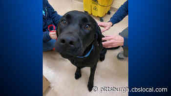 Animal Friends Rescues 30 Cats, 5 Dogs From Home With Deplorable Conditions