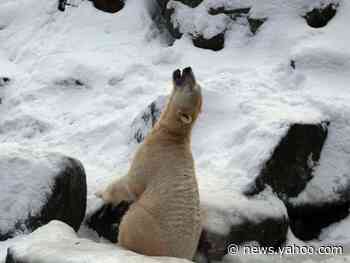 29 photos show how climate change has ravaged the Arctic in the past decade