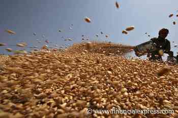 Bumper harvest! Wheat acreage rises 9.6% so far