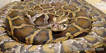 A couple had the most Australian Christmas ever when they found a 10-foot-python in their Christmas tree
