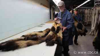 North West Company reverses decision to stop buying fur