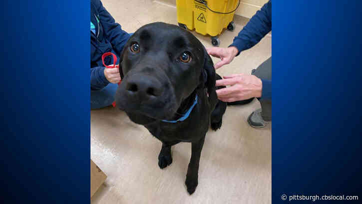 Animal Friends Rescues 30 Cats, 5 Dogs Living In Deplorable Conditions