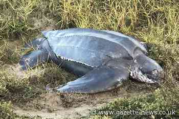 Huge endangered turtle washed up on south Essex beach