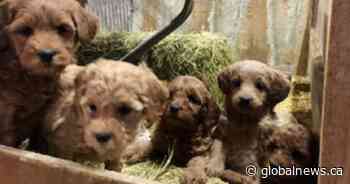 Police investigating after 19 puppies stolen from a barn near Guelph